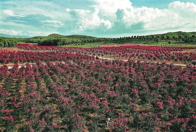 四季花海